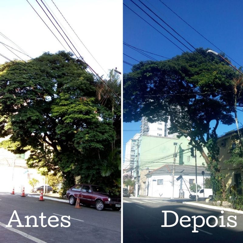 Antes e depois da poda de uma árvore na rua Lino Coutinho